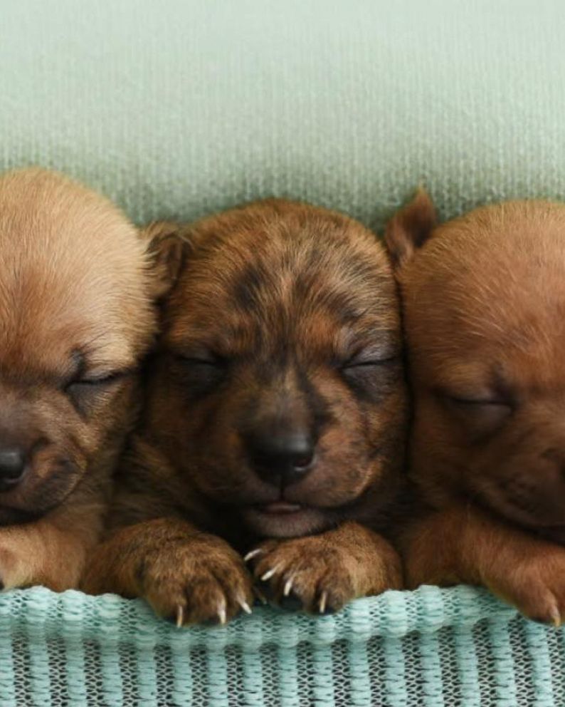 Newborn Puppies Wallpapers - Wallpaper Cave