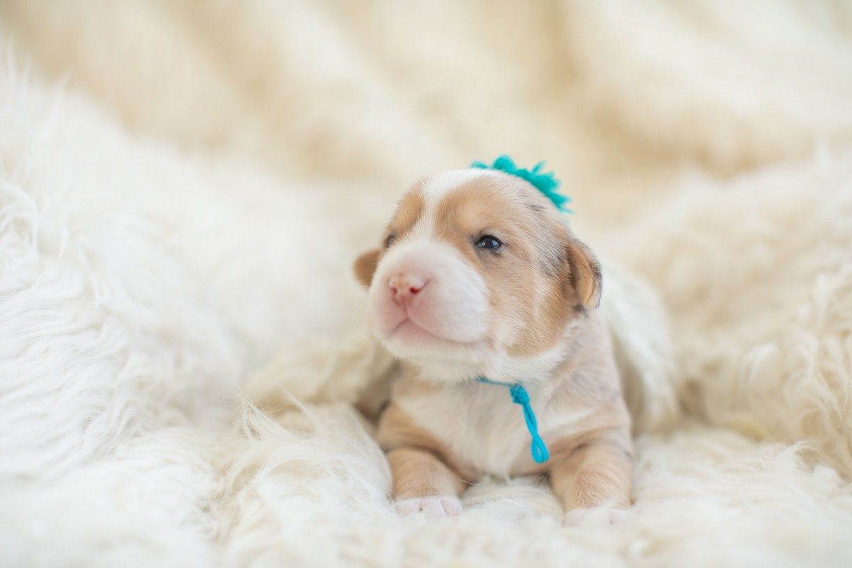 Newborn Puppy Photo: Warrior Dog Rescue Schulz Photography. Newborn puppy photo, Newborn puppy, Newborn puppies