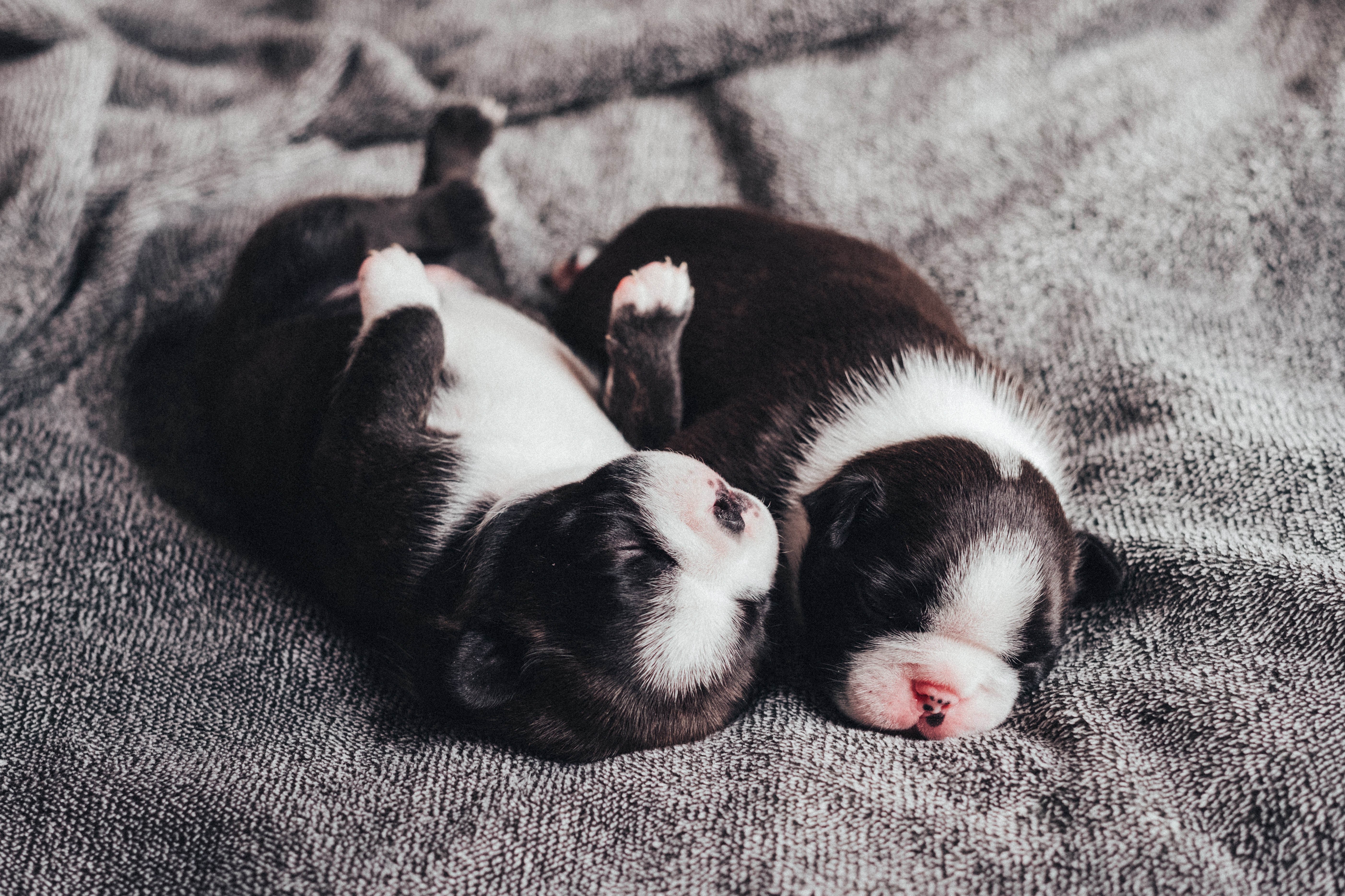 Cute newborn puppies sleeping on crumpled plaid at home · Free