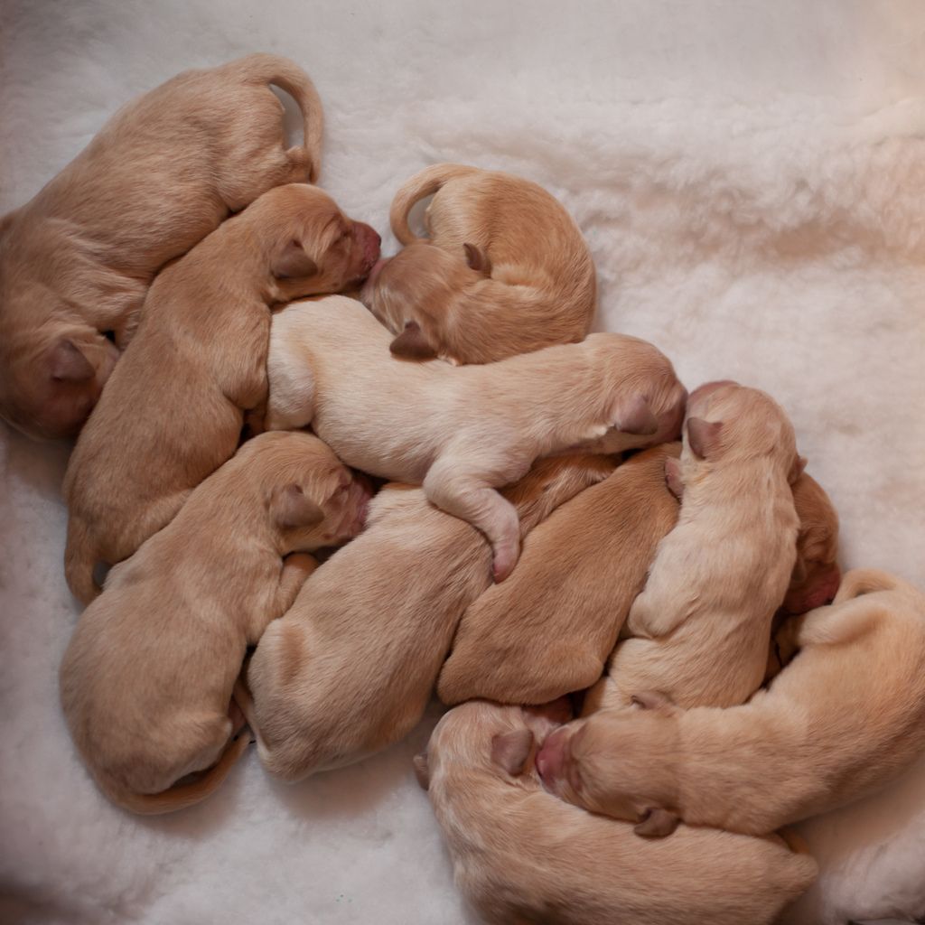 Puppy Pile Up Delays Traffic To Living Room. Newborn Puppies, Puppy Photo, Puppies