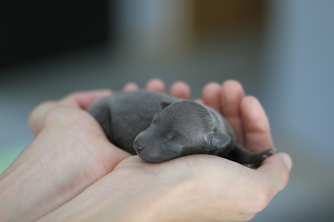 Newborn Puppy Cute