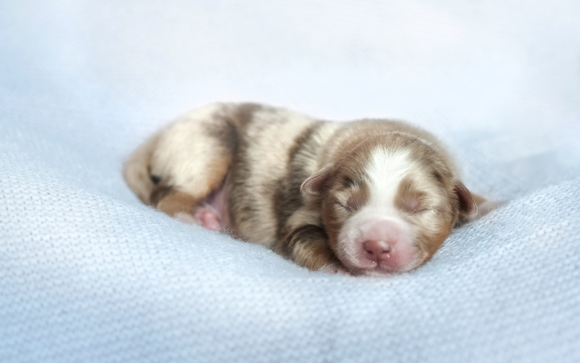 Download wallpaper newborn puppy, aussie, small Australian shepherd, sleeping puppy, dogs, pets, cute animals for desktop with resolution 1920x1200. High Quality HD picture wallpaper
