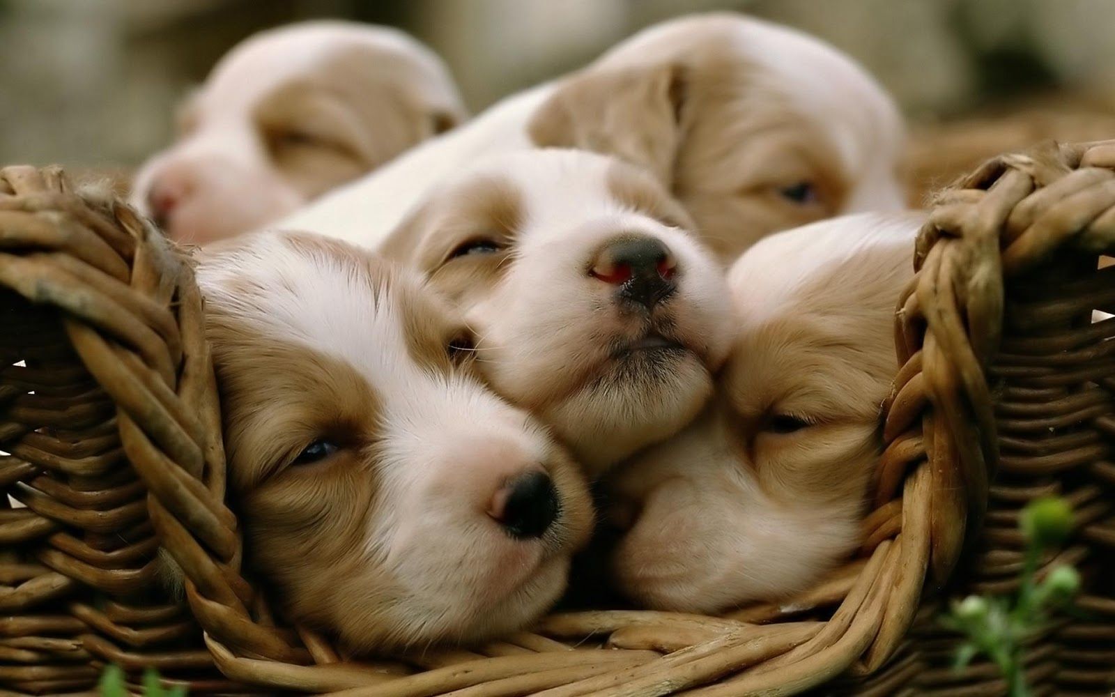 Puppy Wallpaper, Background Photo & HD Image. Pet dogs puppies, Cute baby animals, Puppies