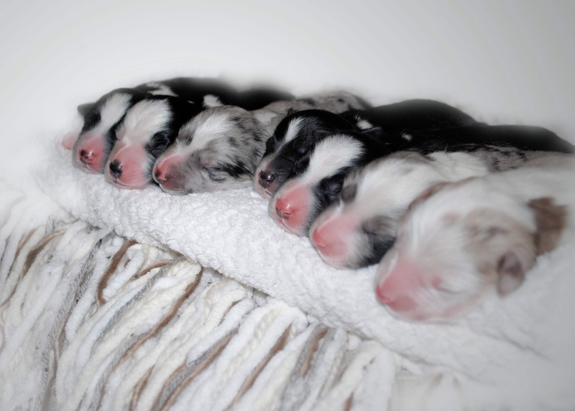 newborn aussie puppies cheap buy online