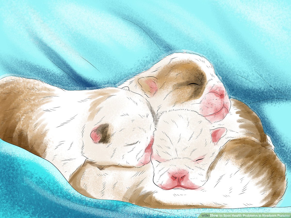 Ways to Spot Health Problems in Newborn Puppies