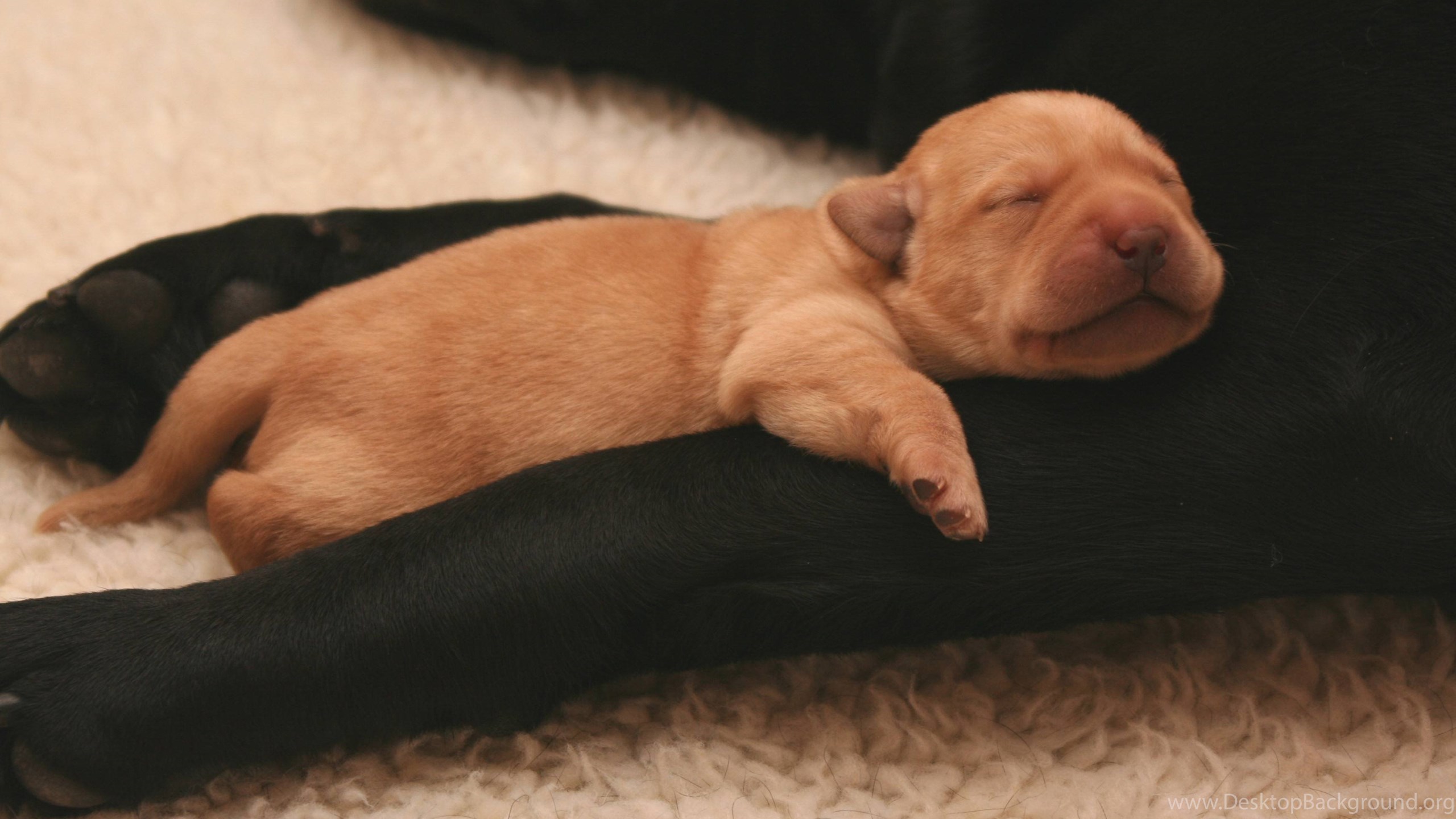 Cute Newborn Puppy Cutest Newborn Puppy PowerballForLife Desktop Background