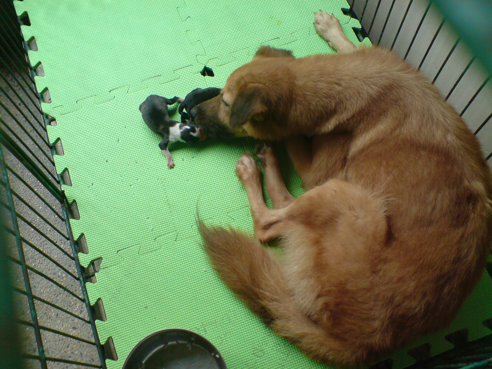 My Fluffy and her newborn puppies