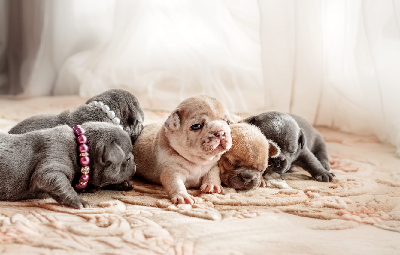 Wallpaper dogs, carpet, puppies, puppy, fabric, beads, collar, curtains, kids, a lot, dogs, French bulldog, newborns, cute, Palace, brood image for desktop, section собаки