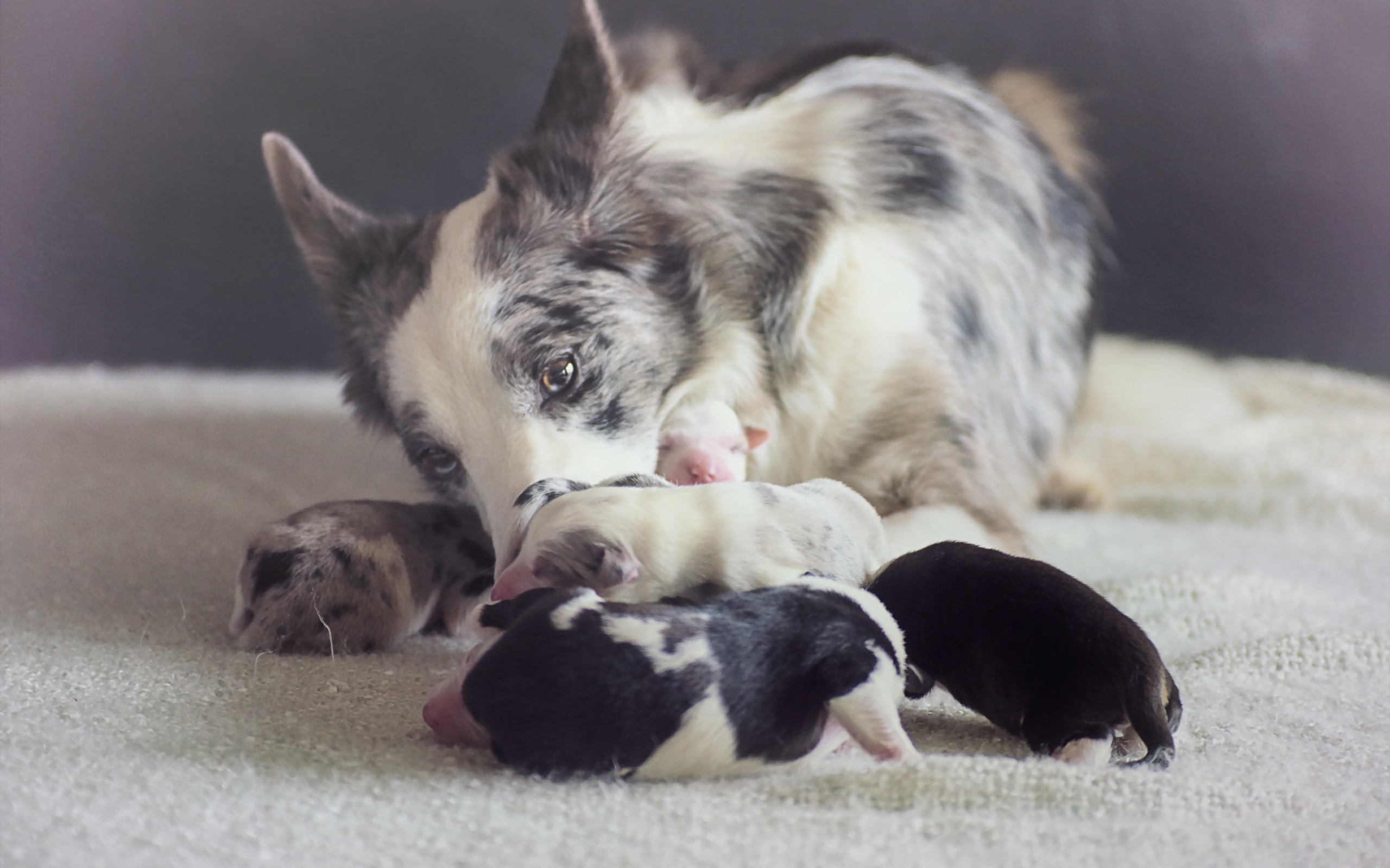 Download wallpaper Australian Shepherd, newborn puppies, Aussie, family, mother and cubs, dogs, cute animals for desktop with resolution 2560x1600. High Quality HD picture wallpaper