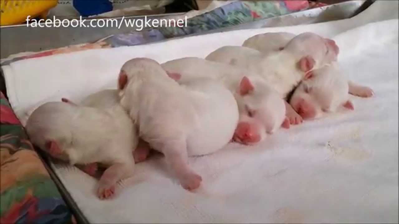 Newborn Maltese Puppy Picture