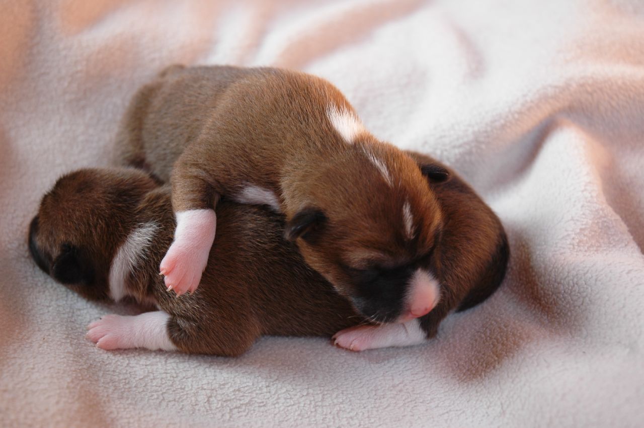 Basenji puppies photo and wallpaper. Beautiful Basenji puppies picture