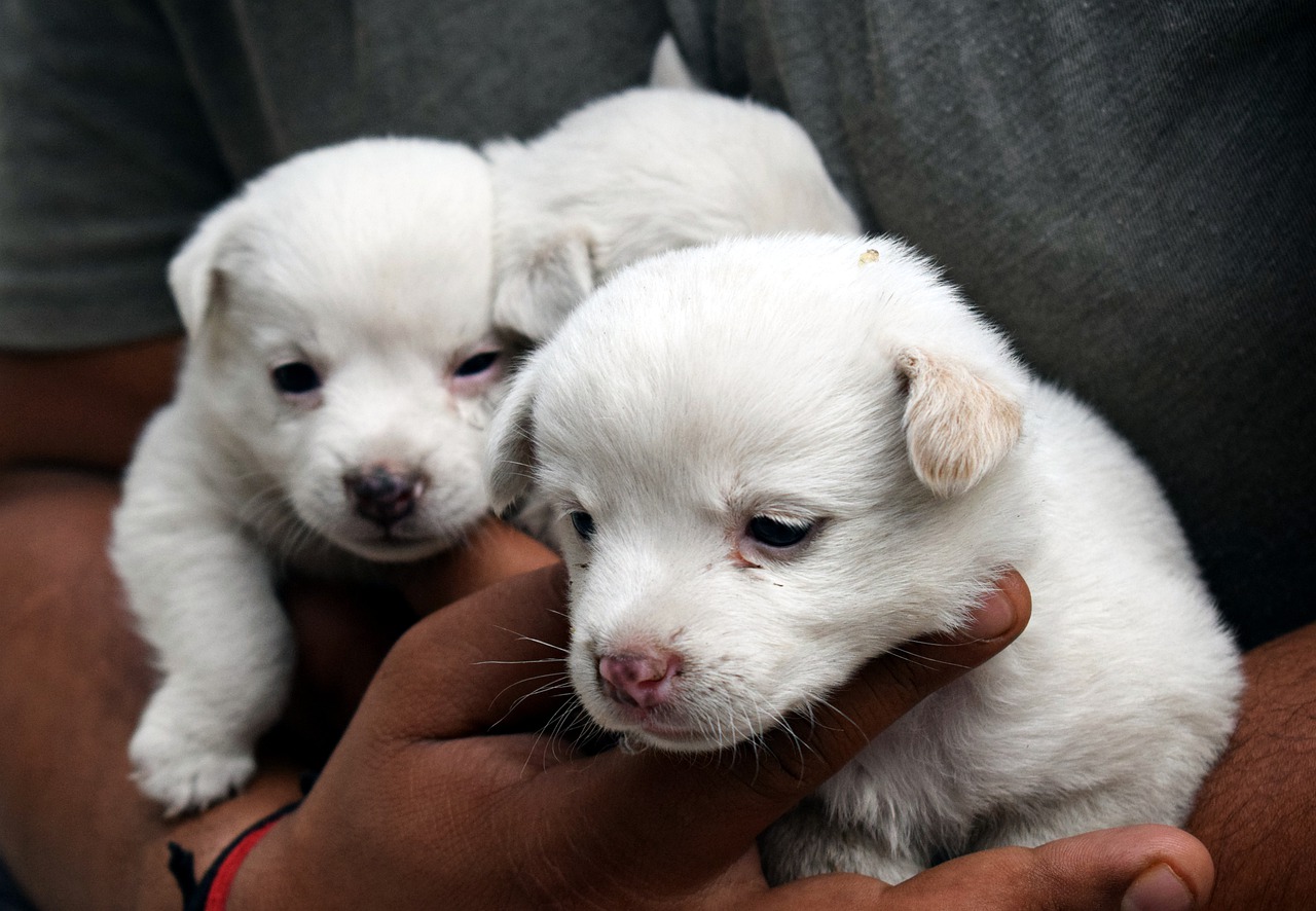 Cute Newborn Puppies