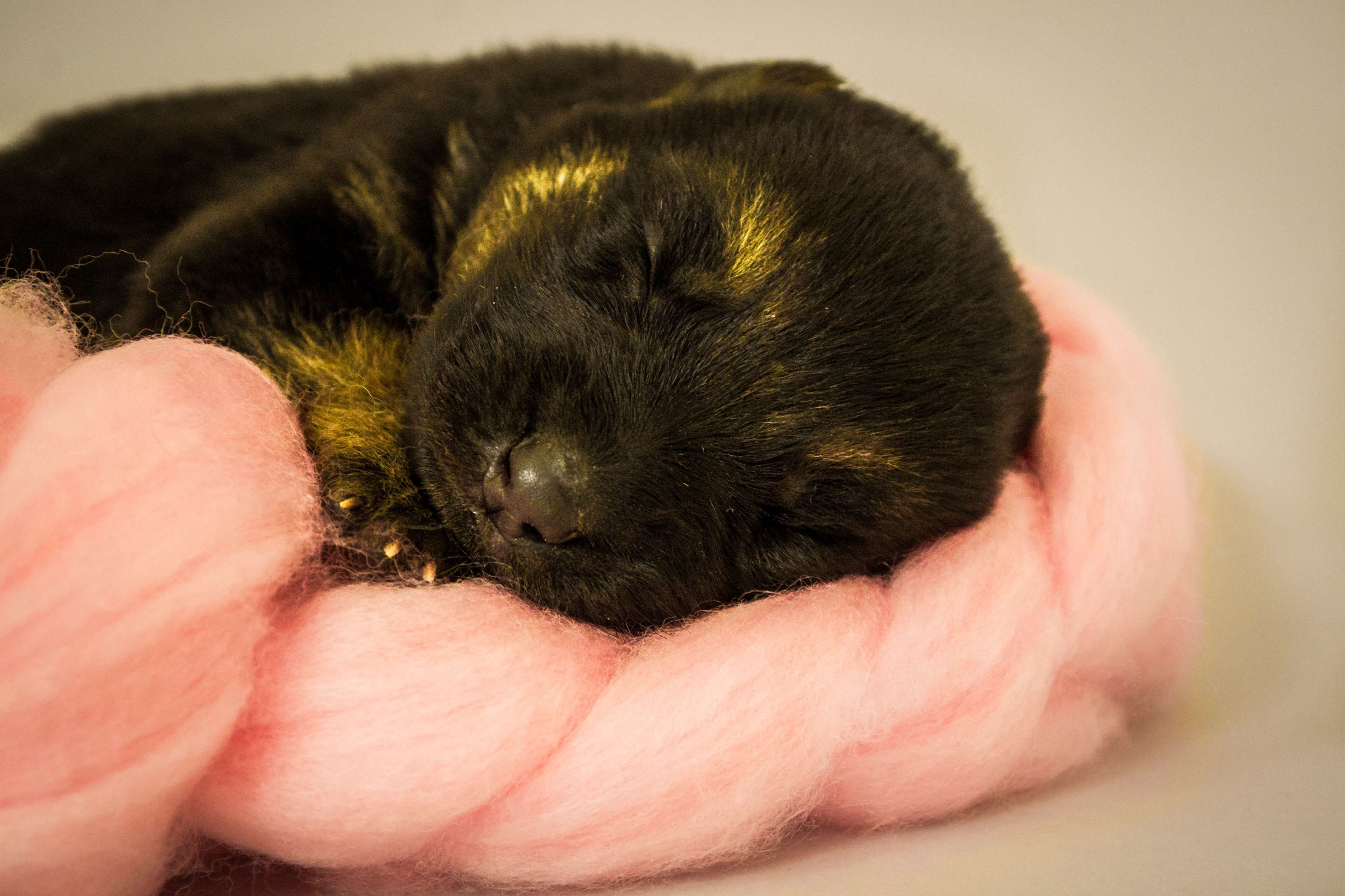 adorable, black, cute, dog, eyes, furry, k9, newborn, paws, puppy, shepherd, small, tiny, years 4k wallpaper