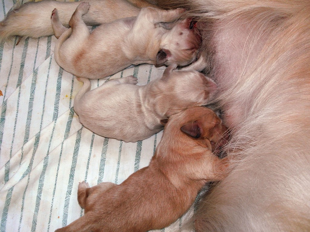 Newborn Golden Retriever