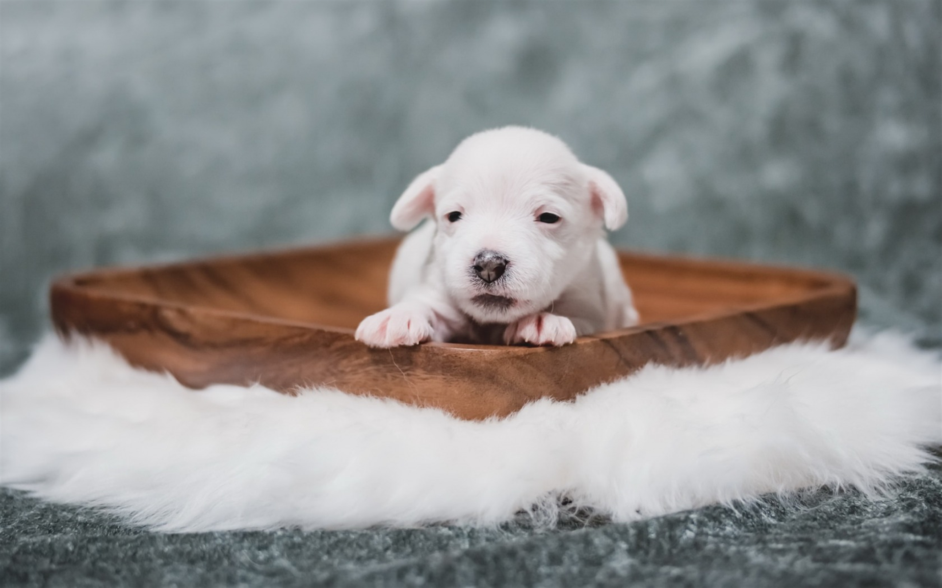 Download wallpaper small white puppy, cute puppy, small dogs, pets, newborn dog for desktop with resolution 1920x1200. High Quality HD picture wallpaper