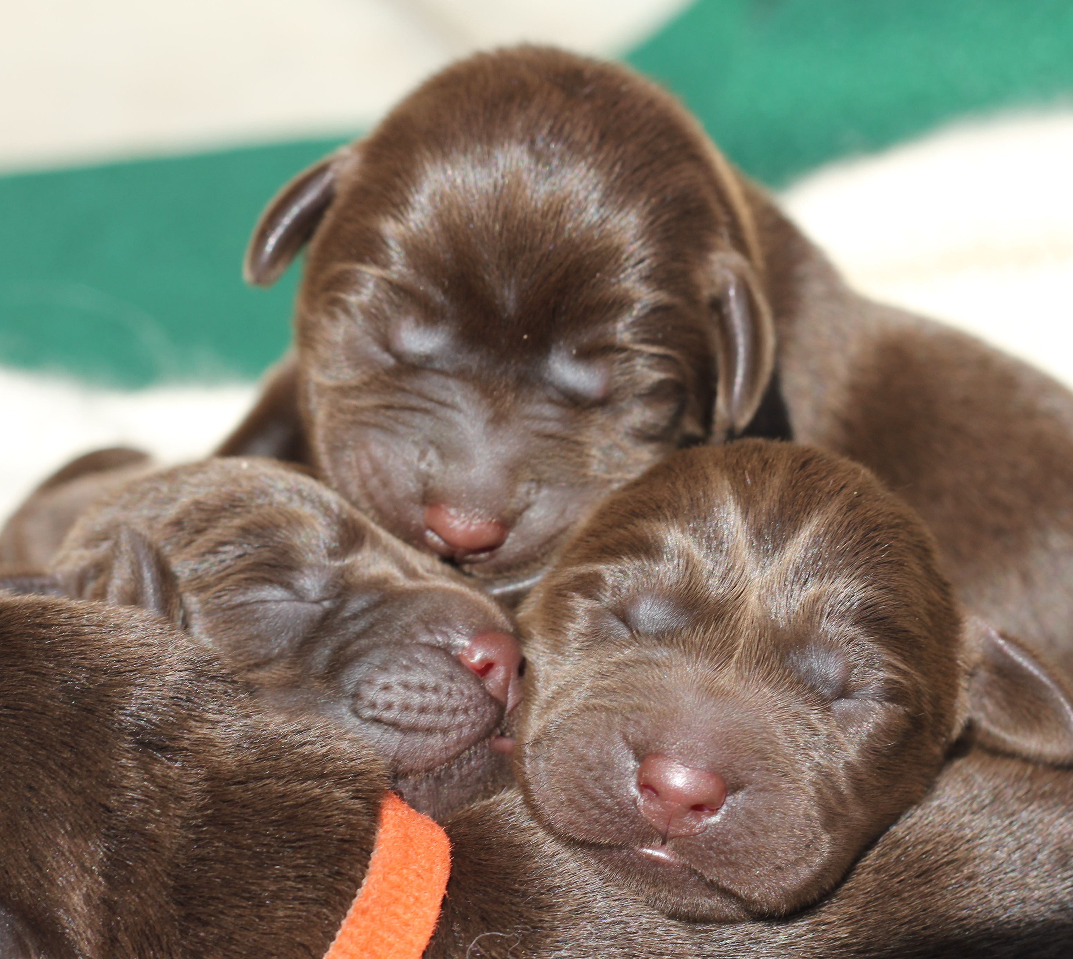 Newborn Chocolate Labs. I miss my chocolate girl (who, by the way, I met as a newborn). Lab puppies, Puppy dog picture, Lab dogs