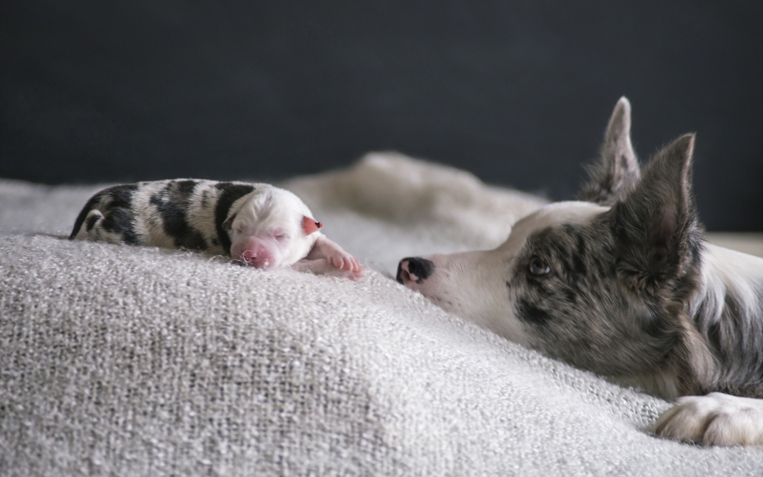 Download wallpaper Australian Shepherd, small newborn puppy, Aussie, white dog, cute animals, pets, dogs for desktop with resolution 2560x1600. High Quality HD picture wallpaper
