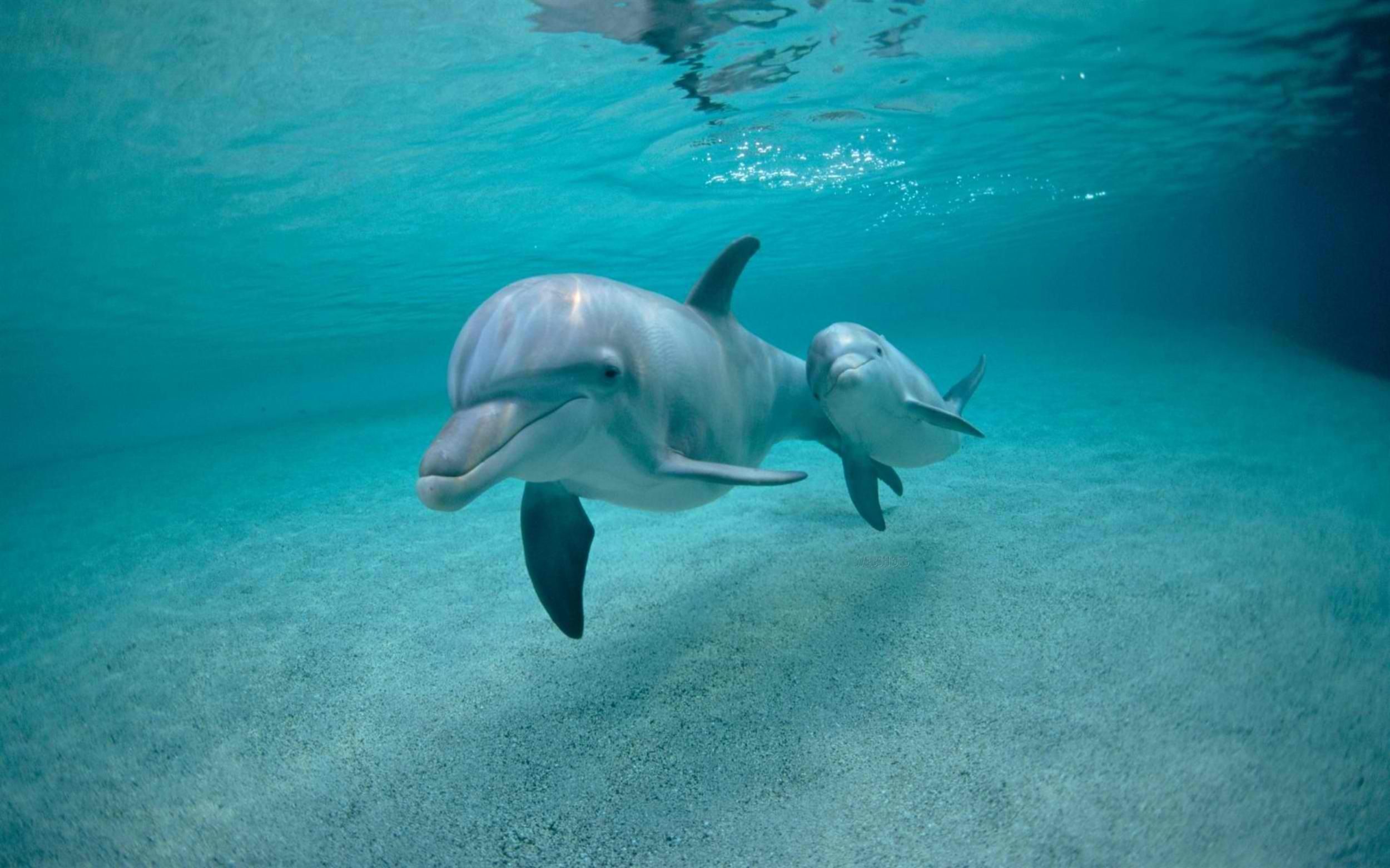 Baby Dolphin Wallpaper