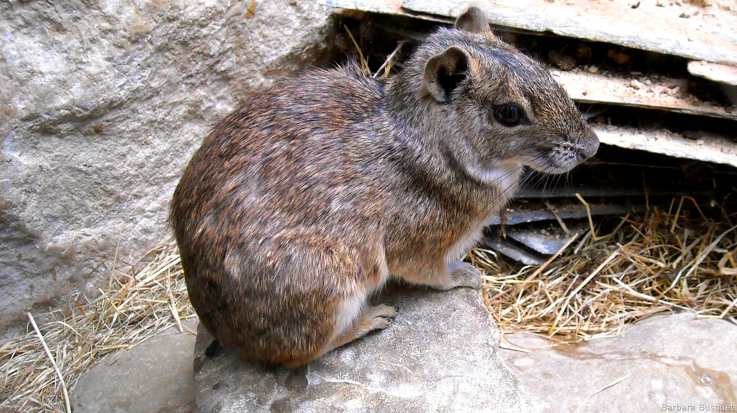Common agouti in a zoo's HD Wallpaper