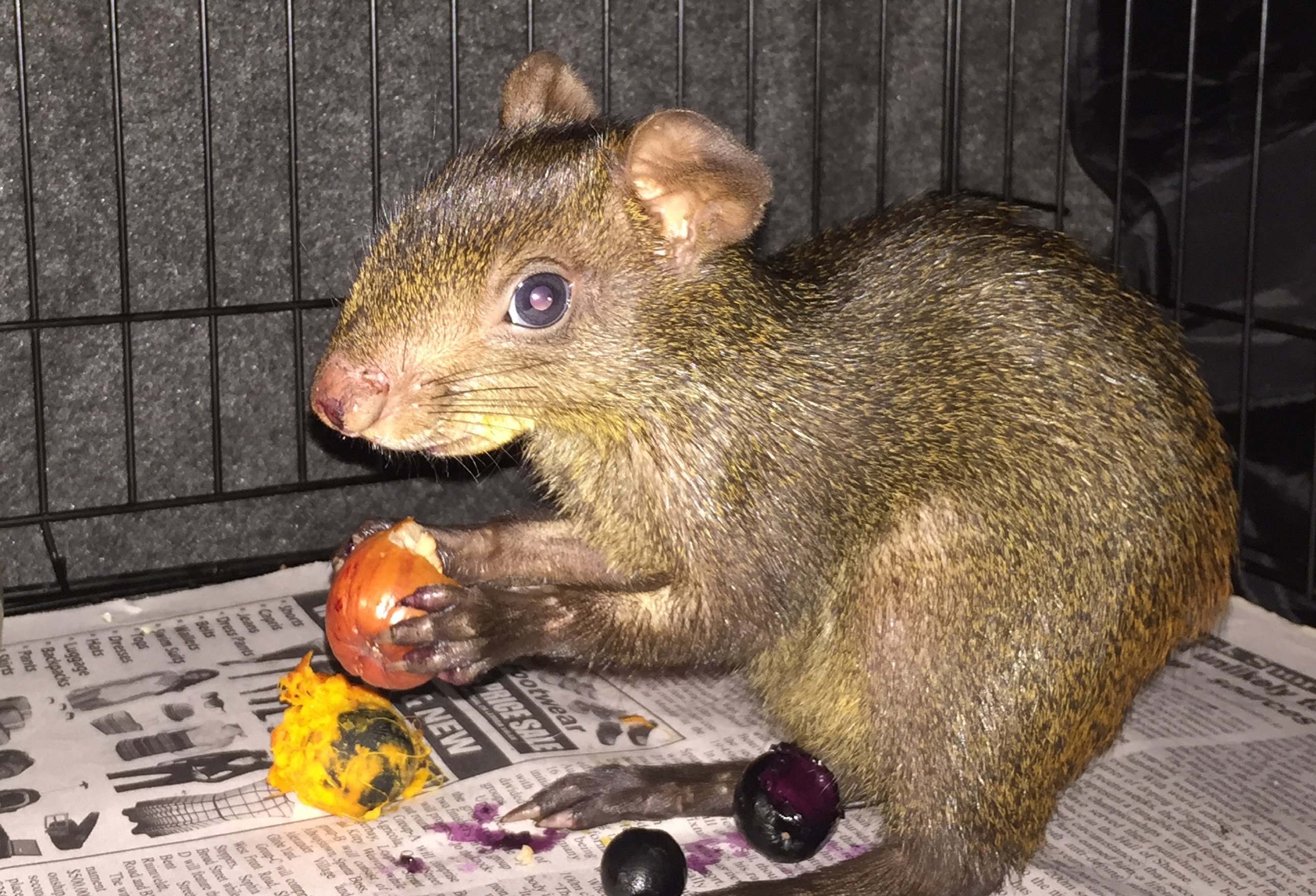 Agouti Animal Picture