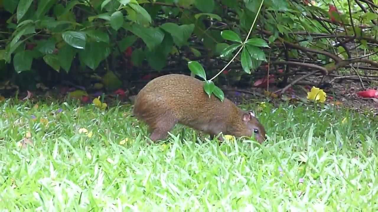 Agouti Animal Picture