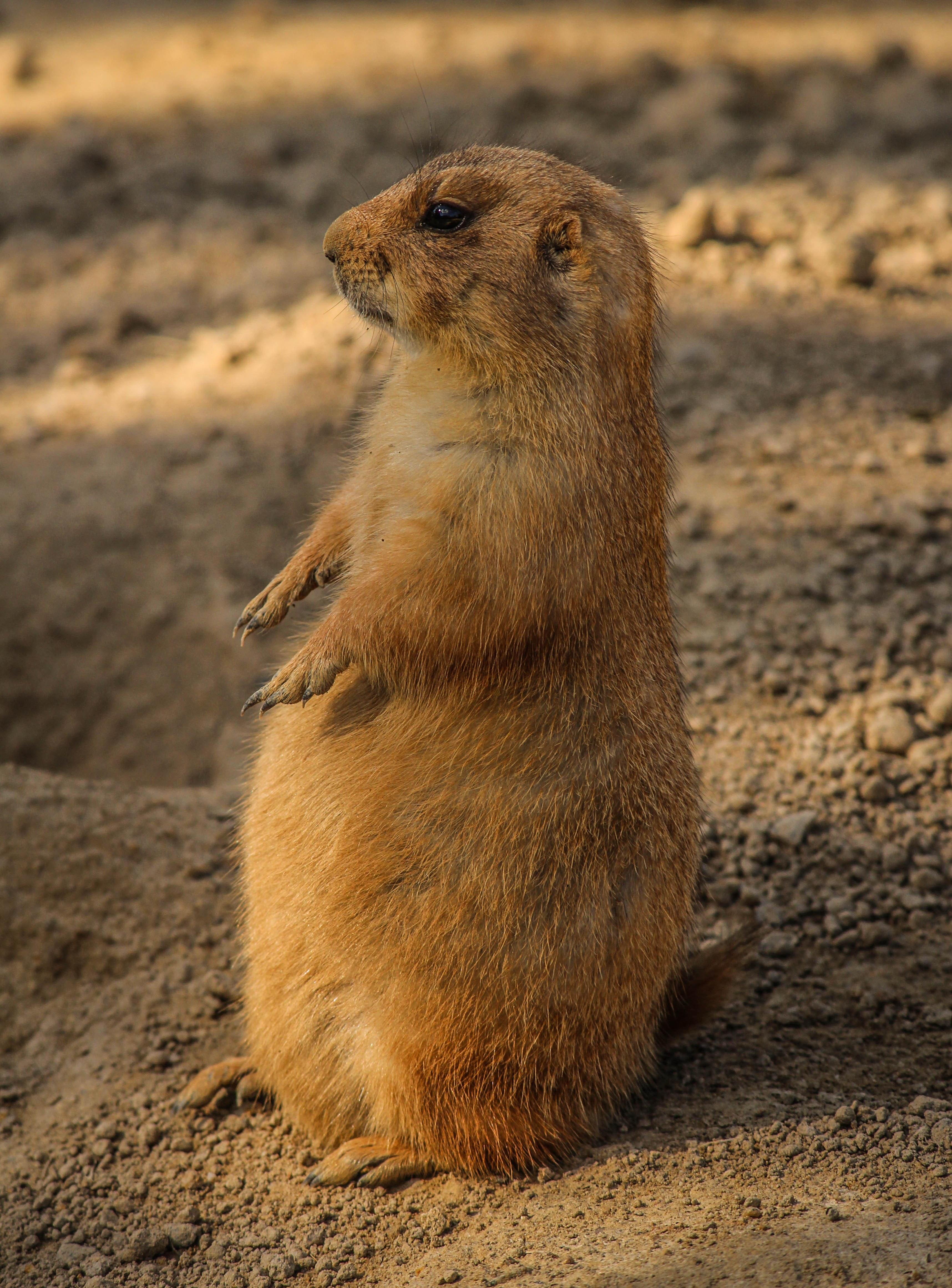Wallpaper / gold agouti guinea pig pet nager rodent animal 4k wallpaper