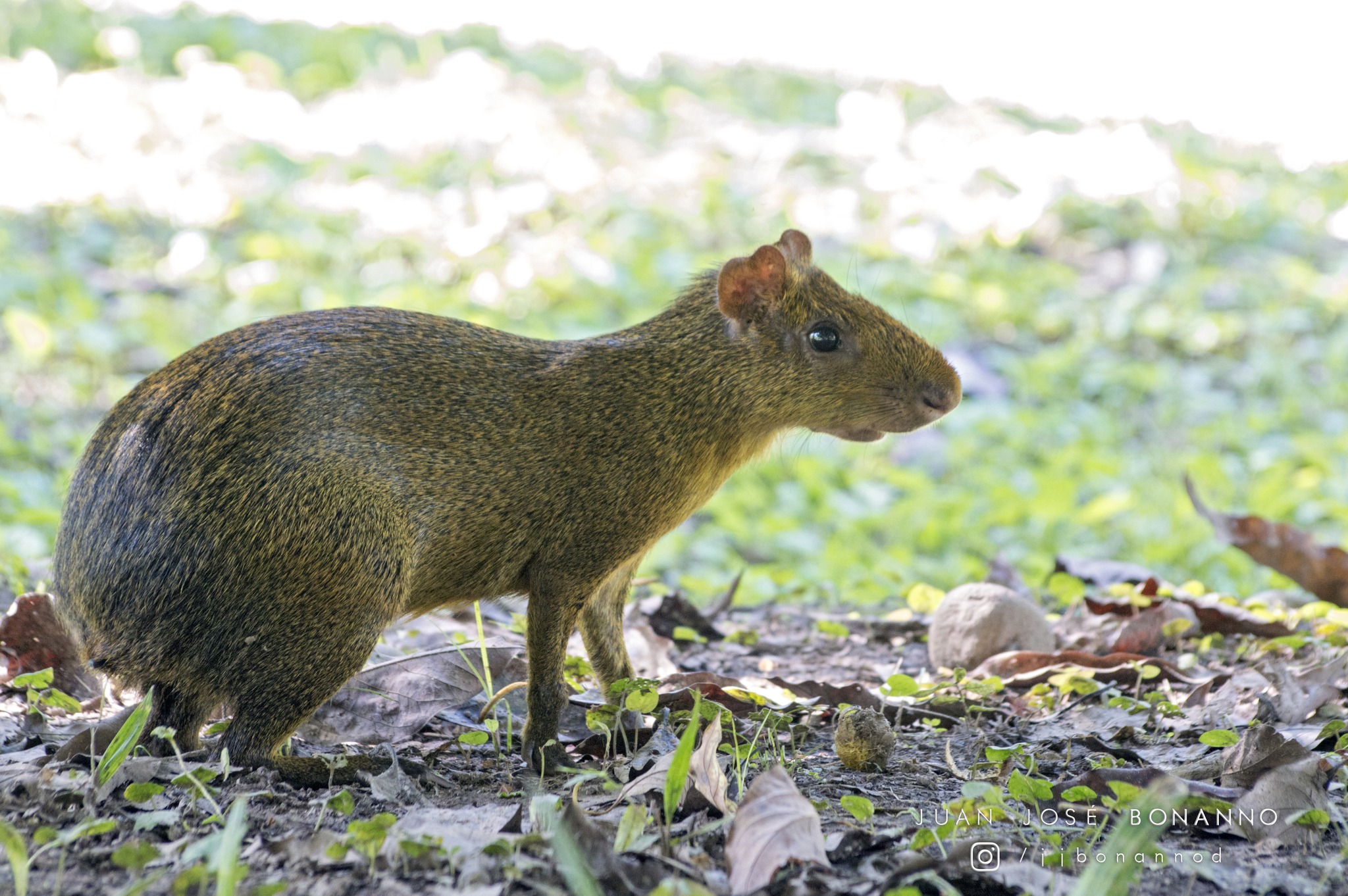 Photos of Azara's Agouti (Dasyprocta azarae) · iNaturalist
