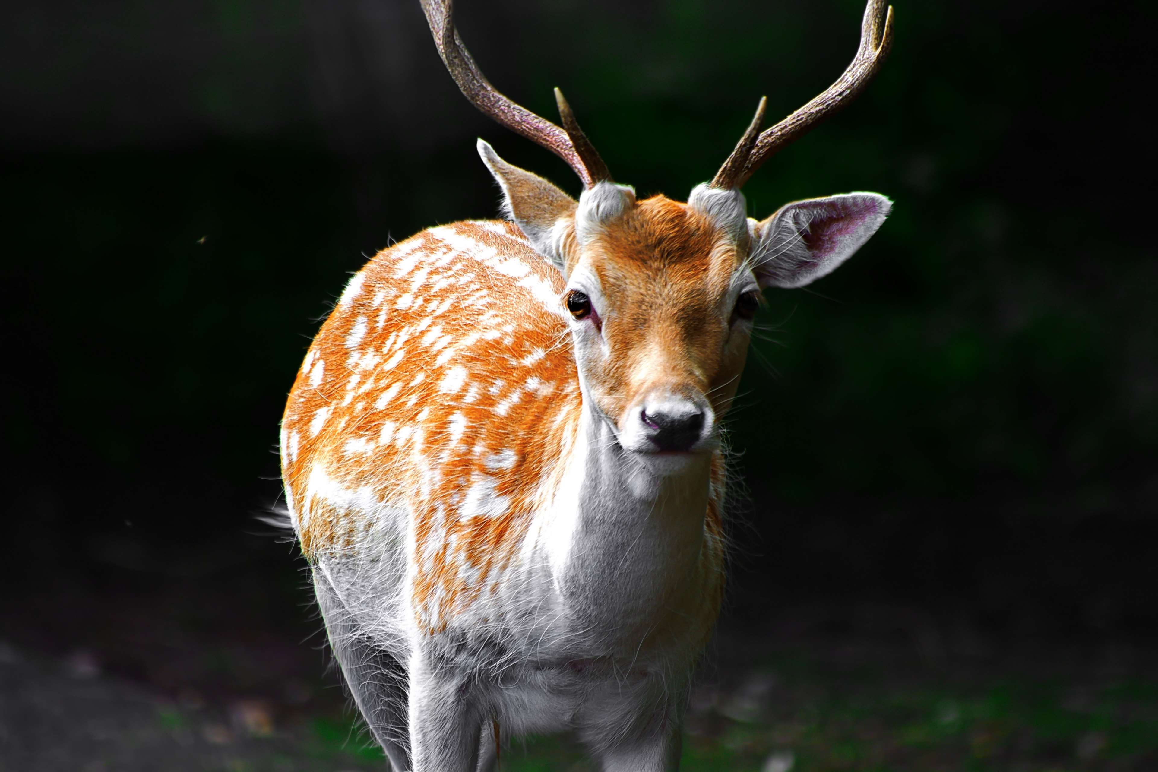 European Fallow Deer Wallpapers Wallpaper Cave