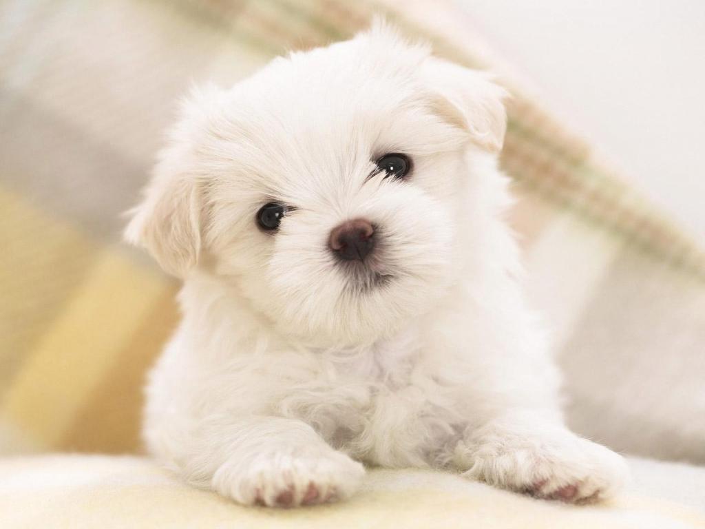 Cute Dog Wallpaper