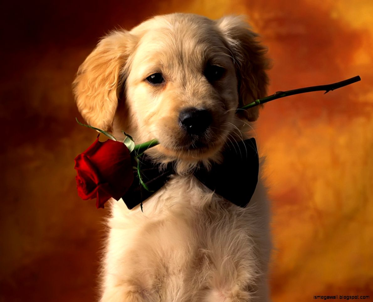 Cute Dog Wallpaper Picture
