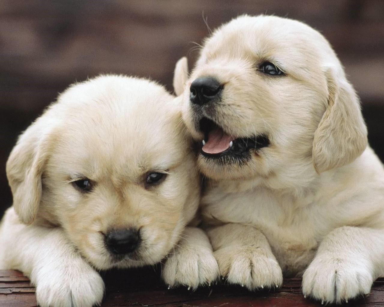 Cute, Doggie, Dogs, Puppies Wallpaper • Wallpaper For You