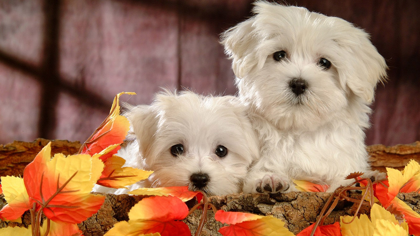 Two cute dogs. Download Cute Dog Wallpaper