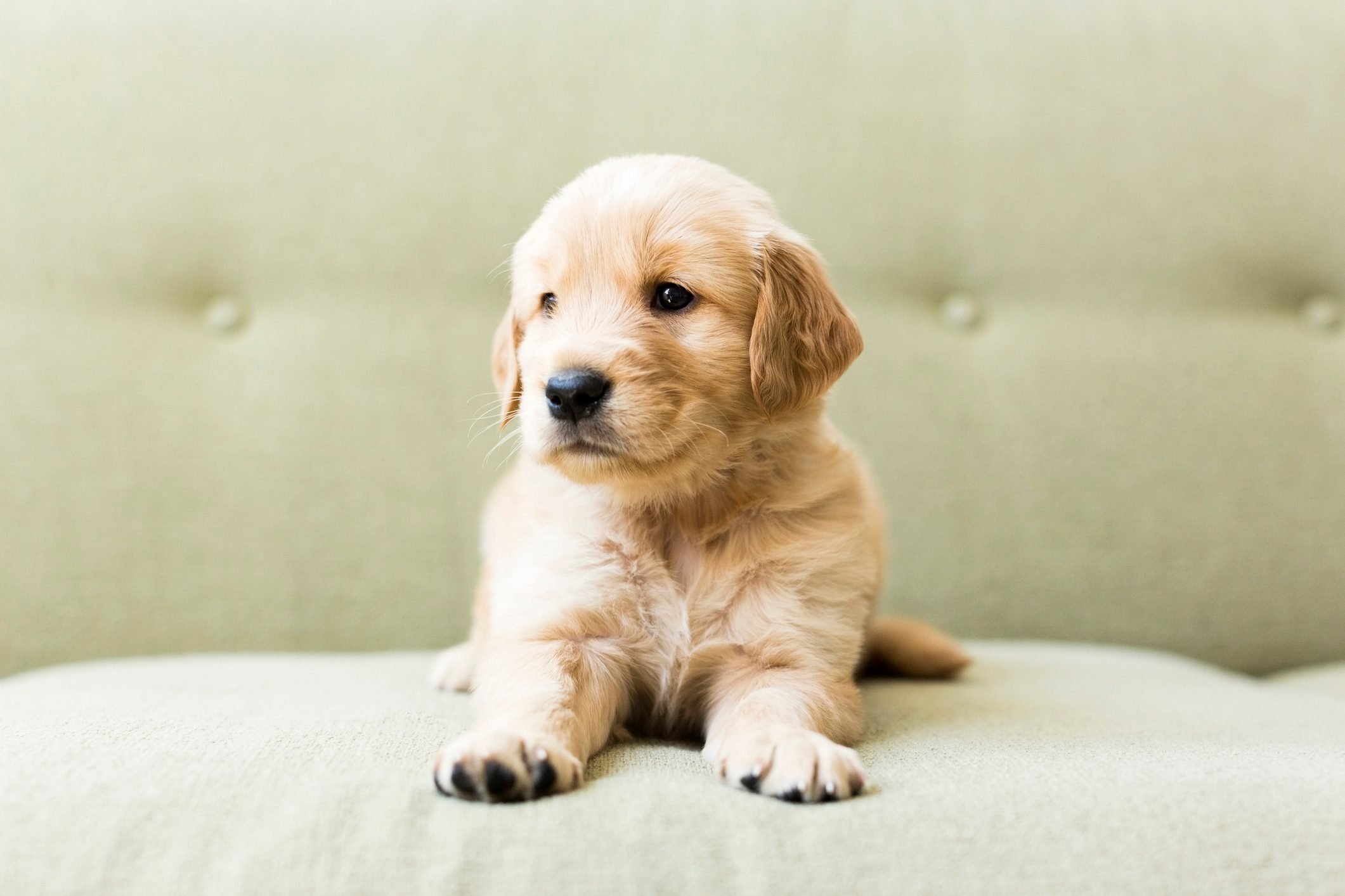 Cutest Dog Breeds as Puppies. Reader's Digest