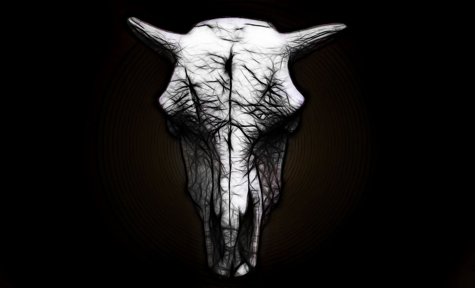 HD cow skull wallpapers  Peakpx
