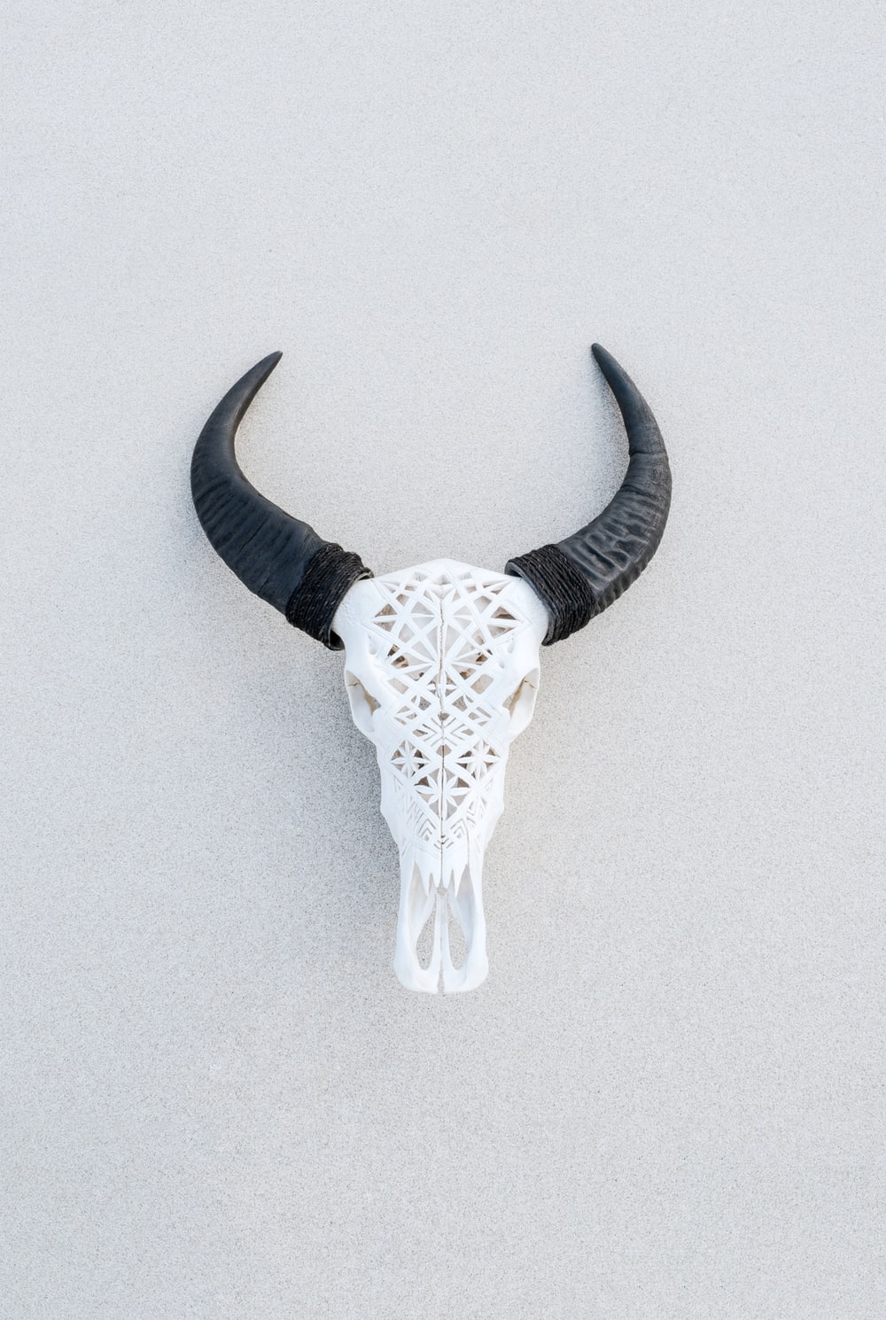 Bull Skull Picture. Download Free Image