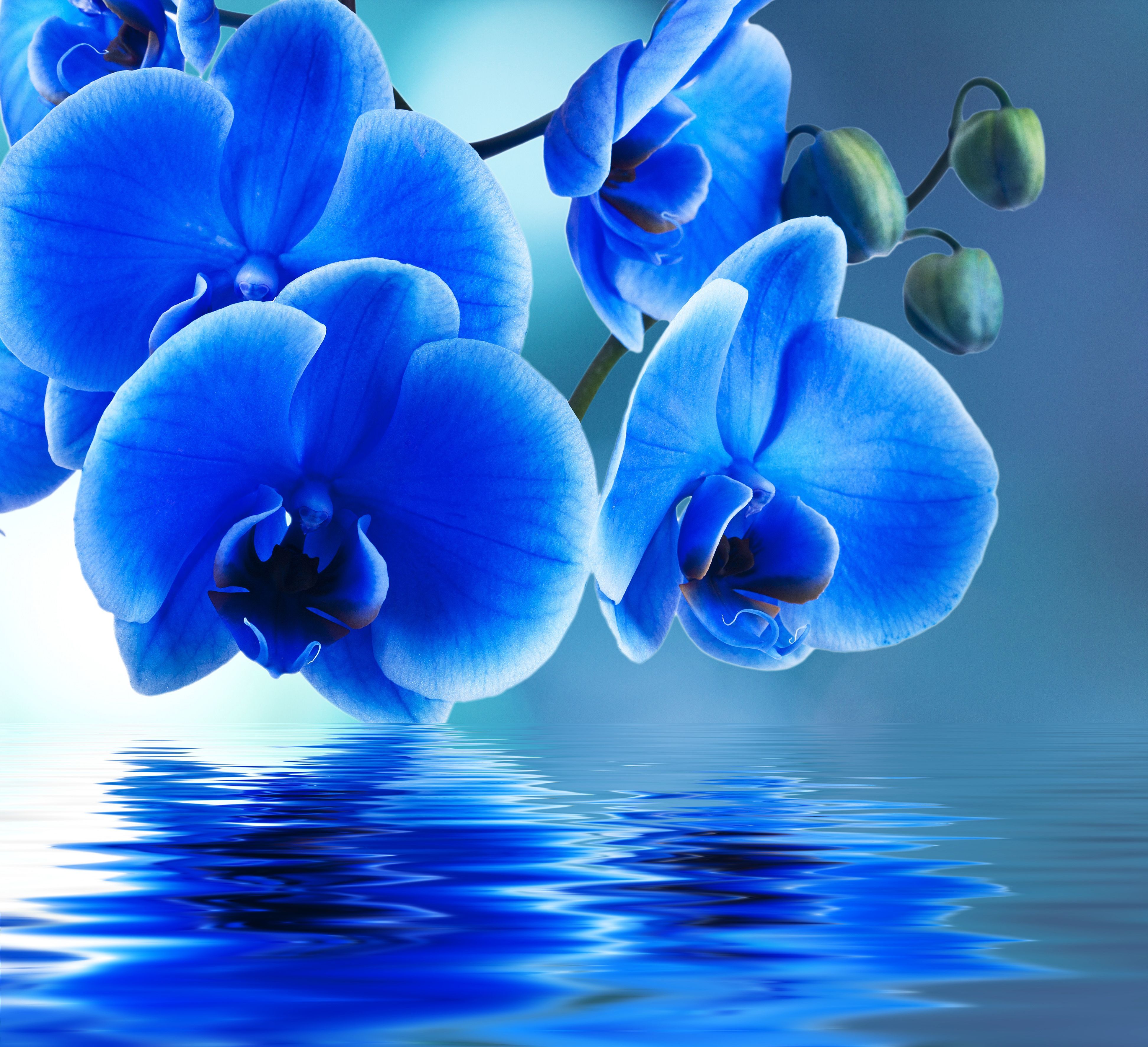 Blue Orchid Wallpaper Free Blue Orchid Background