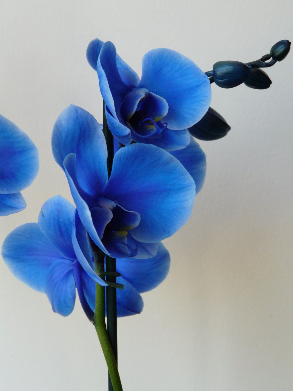 Blue Orchid Wallpaper HD. Orchid wallpaper, Blue flower wallpaper, Blue orchid flower