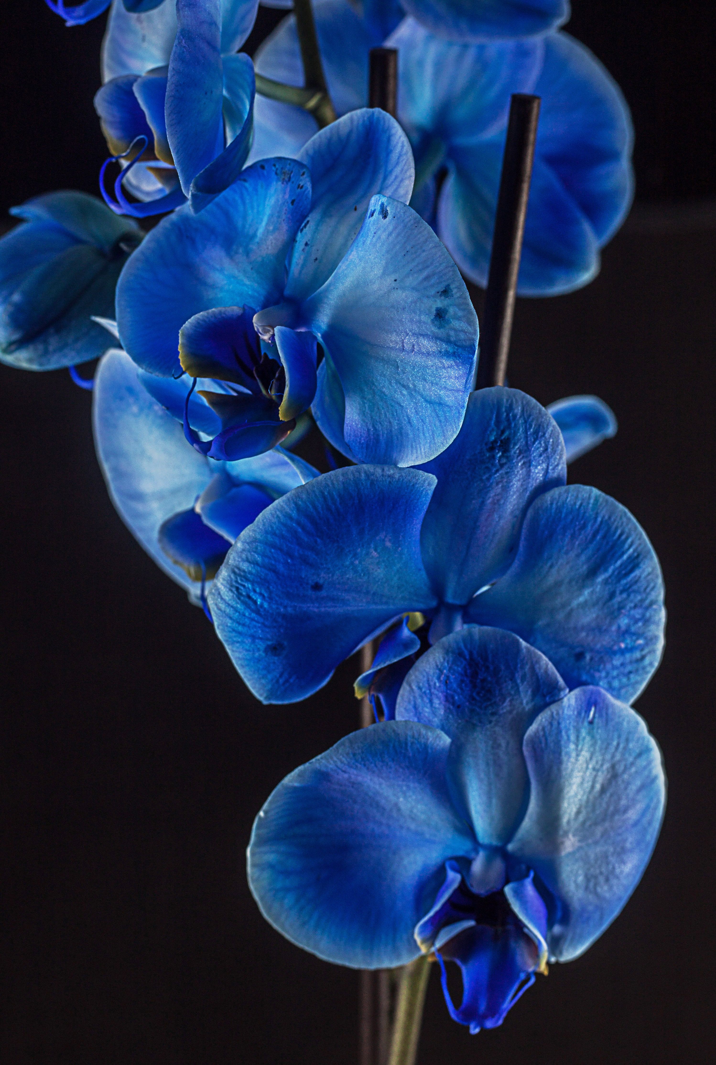 Blue Orchid Flower Wallpaper