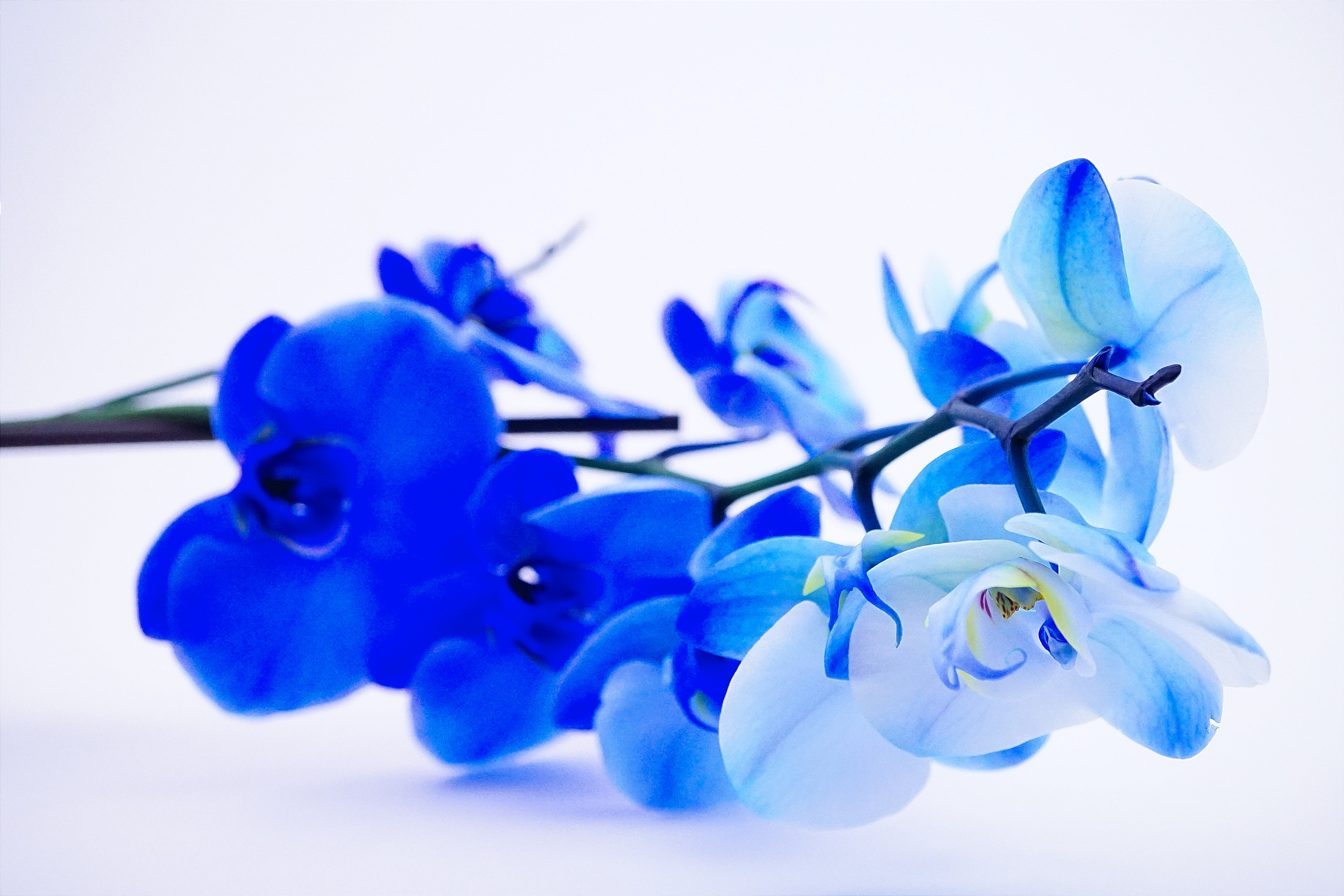 Орхидея Блу