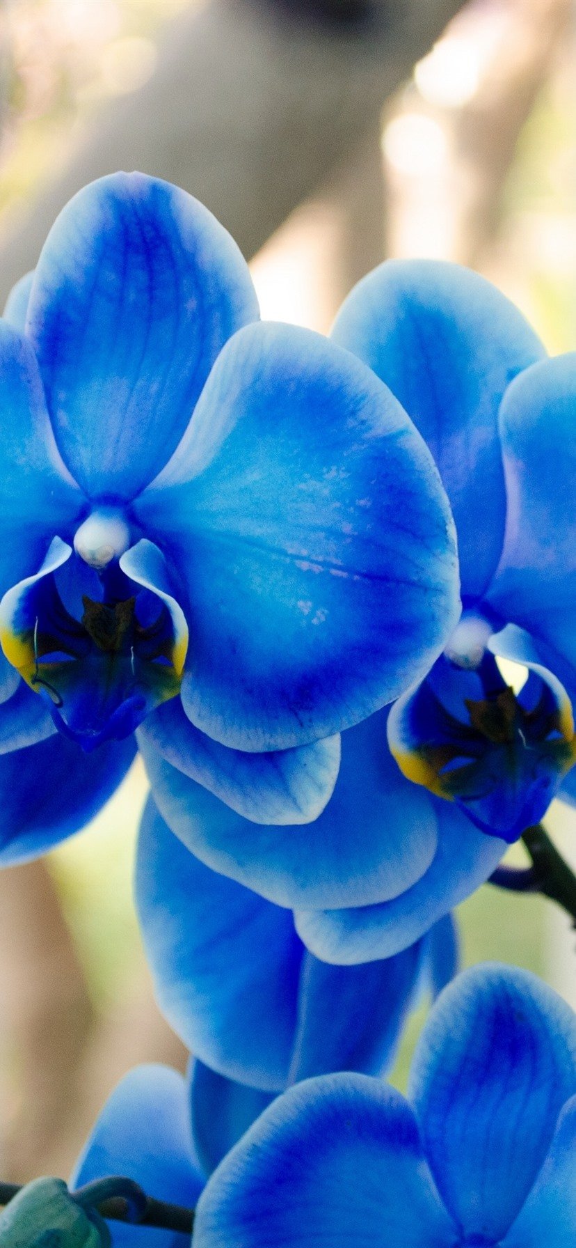 Blue Phalaenopsis, Orchid 1080x1920 IPhone 8 7 6 6S Plus Wallpaper, Background, Picture, Image