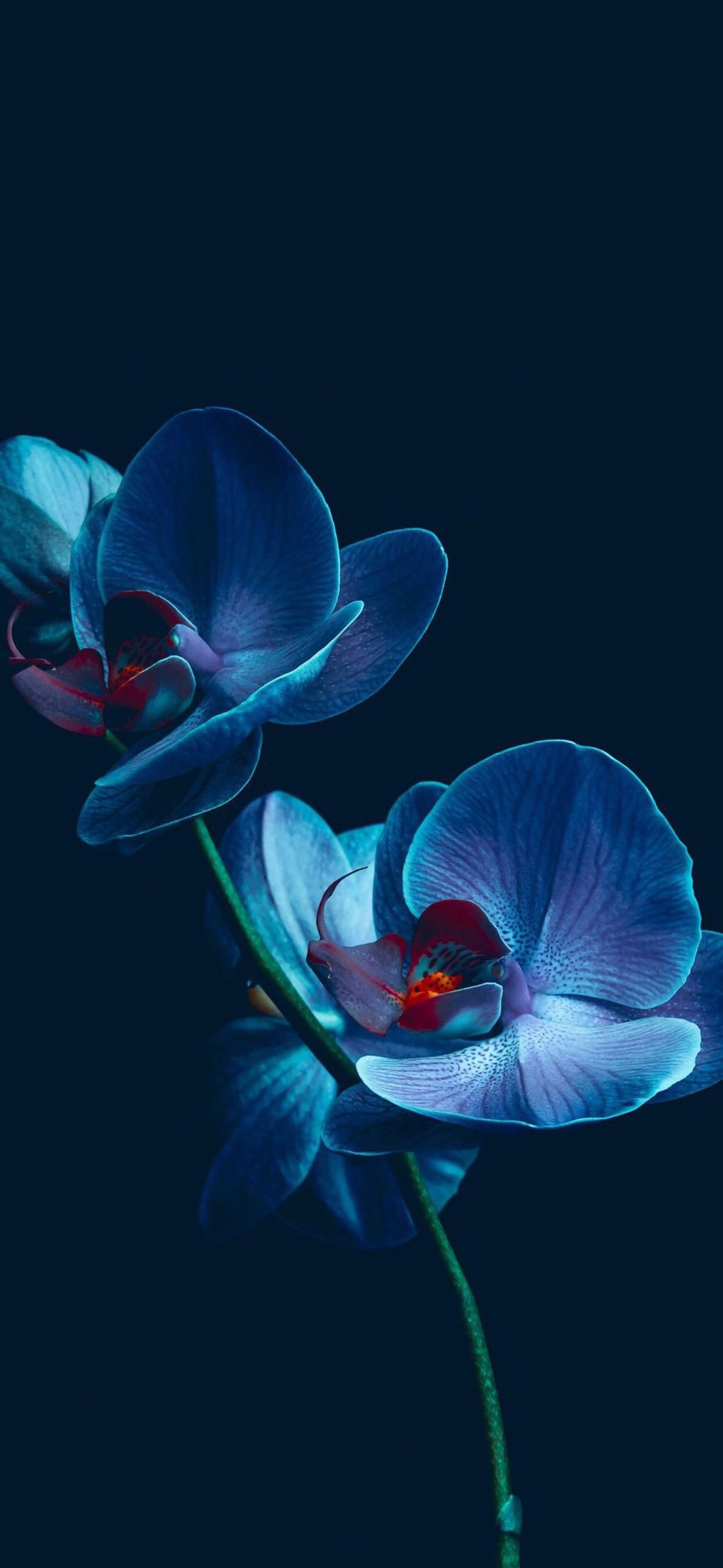 Blue Background Orchid Flower HD Wallpaper