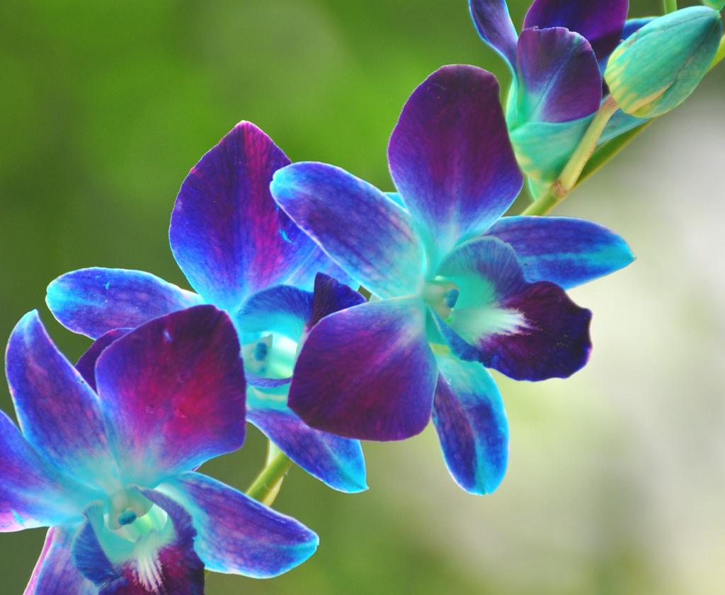 Голубые Орхидеи В Природе