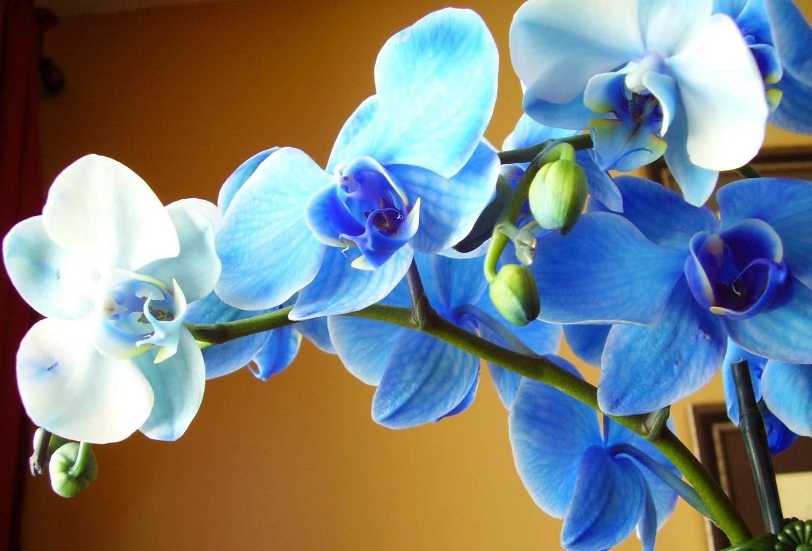 Wonderful blue orchid flower in the sunlight - Beautiful flowers and plants Wallpaper. HD Wallpaper Download fo. Blue orchid flower, Blue orchids, Orchid flower