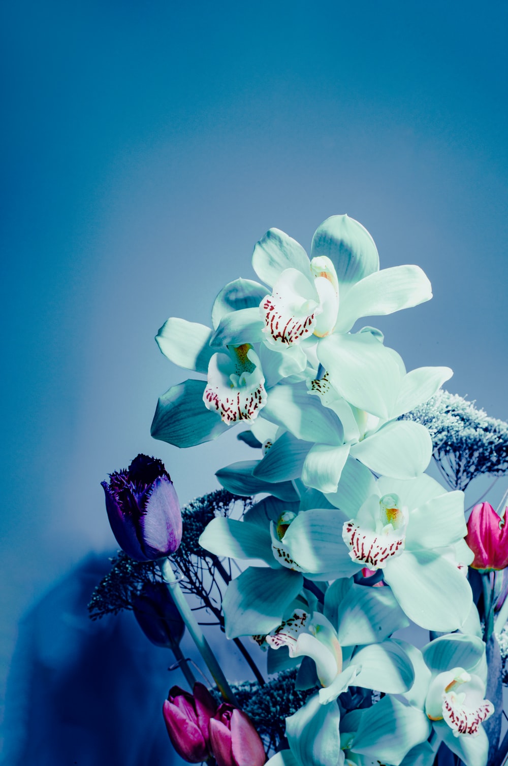 Blue Orchid Picture. Download Free Image