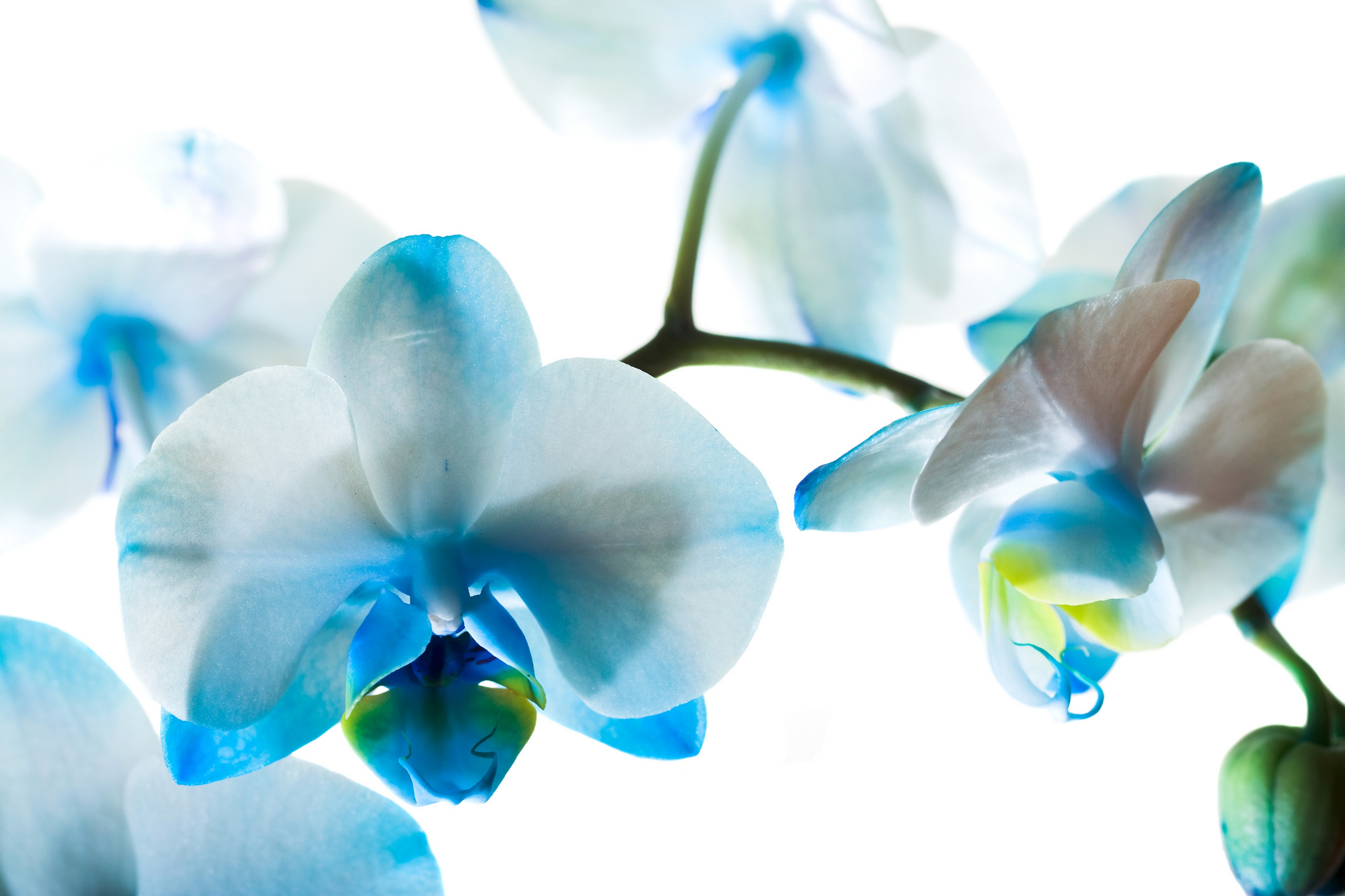 Free download Blue orchid wallpaper ForWallpapercom [5500x3665] for your Desktop, Mobile & Tablet. Explore Blue Orchid Wallpaper. Exotic Flower Wallpaper, Purple Orchid Wallpaper, Beautiful Orchids Wallpaper