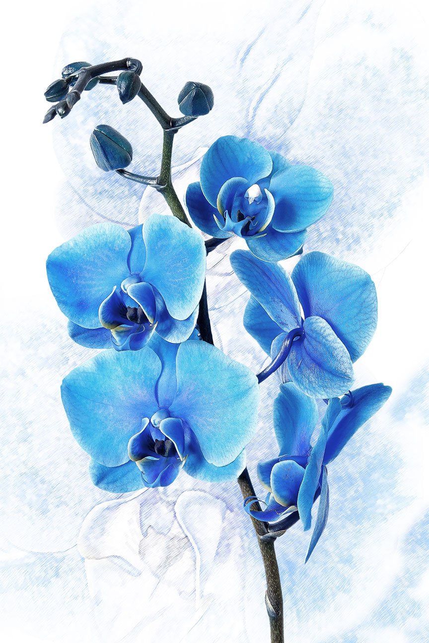 Blue Orchid on White Background. Orchids painting, Blue orchids, Orchid wallpaper