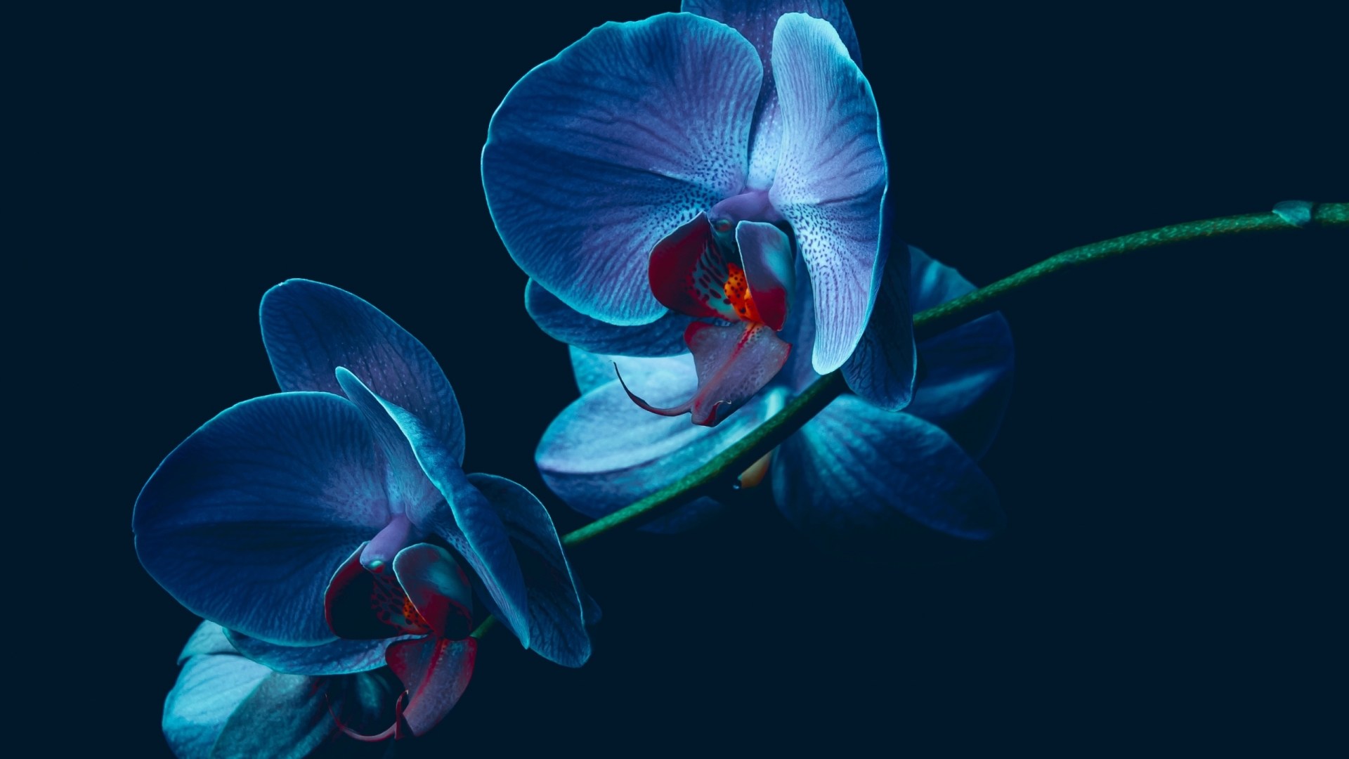 Blue Orchid Good Morning