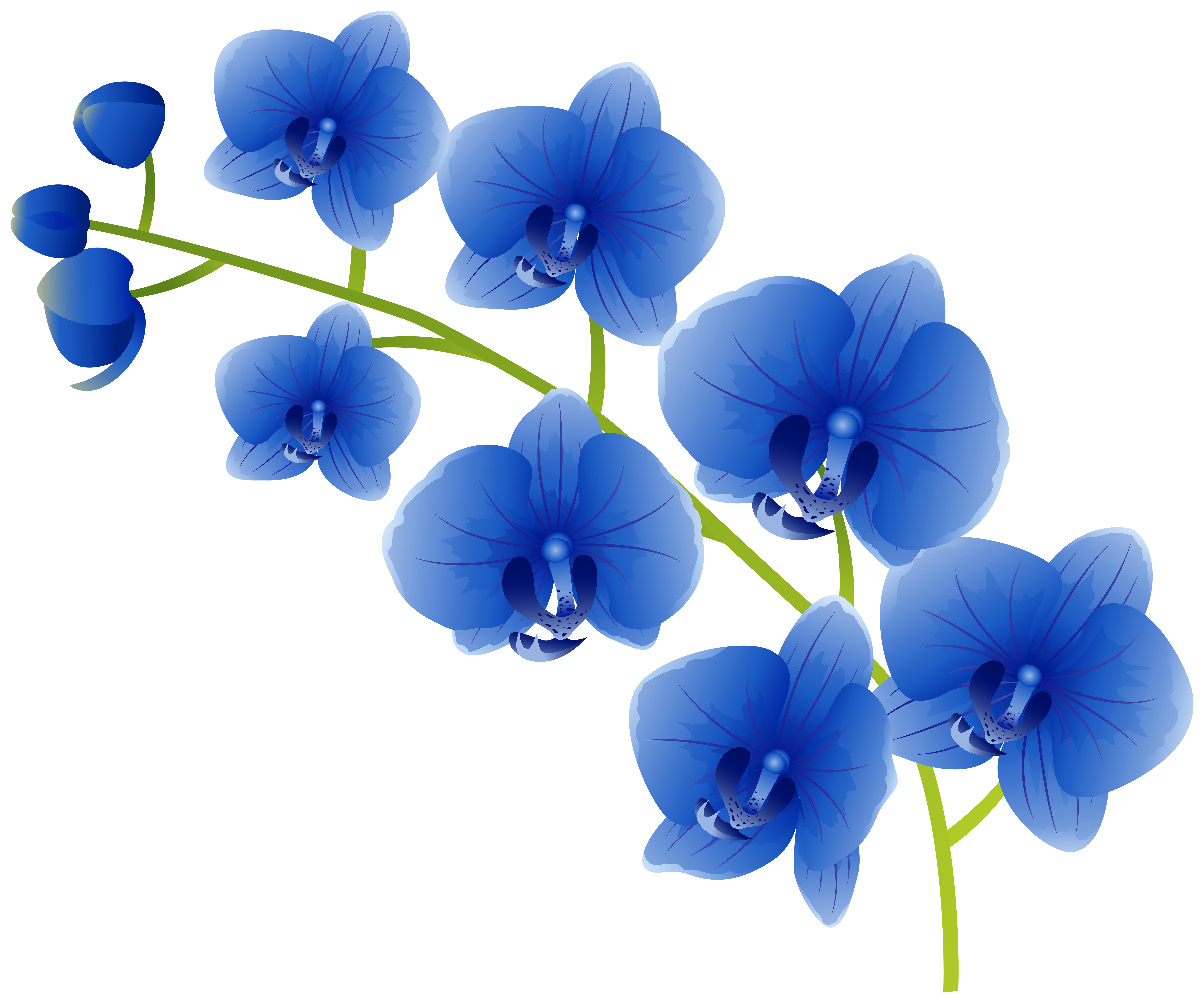 Blue Orchids PNG Clipart​-Quality Image and Transparent PNG Free Clipart
