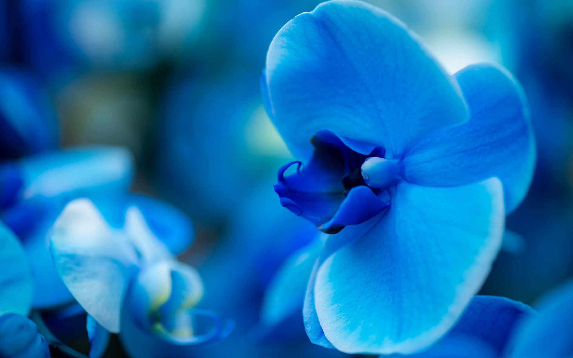 Download wallpaper blue orchid, background with orchids, beautiful flowers, orchids, blue flower, blue floral background for desktop with resolution 1920x1200. High Quality HD picture wallpaper