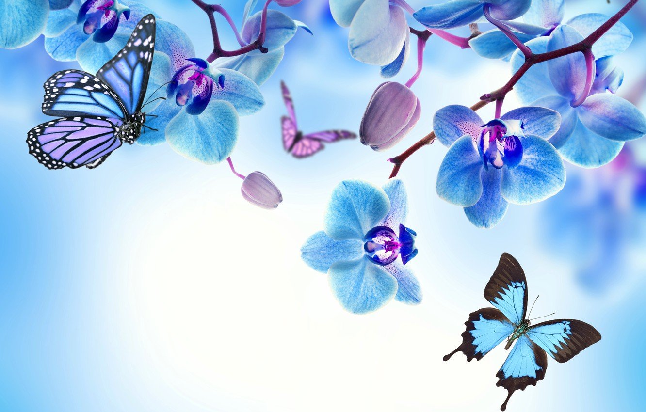 Wallpaper butterfly, flowers, Orchid, blue, flowers, beautiful, orchid, butterflies image for desktop, section цветы
